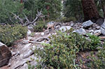 A young buck marks the point where you leave the main trail and head up the North Fork of Lone Pine Creek.